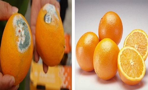Chiêu phân biệt hoa quả chín ép cho con - 2
