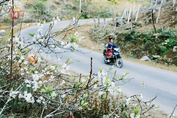 Những bông hoa tuyết ấy vừa đẹp lung linh như tuyết đầu mùa - 14