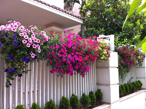 Những loài hoa thích hợp trồng trong giỏ treo - 7