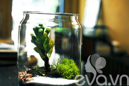 Terrarium học cách tự trồng cây trong bình kính - 2