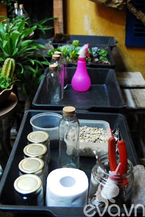 Terrarium học cách tự trồng cây trong bình kính - 4