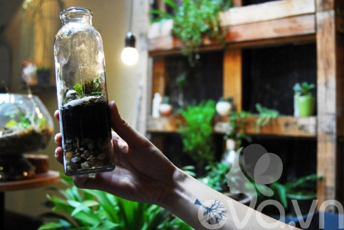 Terrarium học cách tự trồng cây trong bình kính - 13