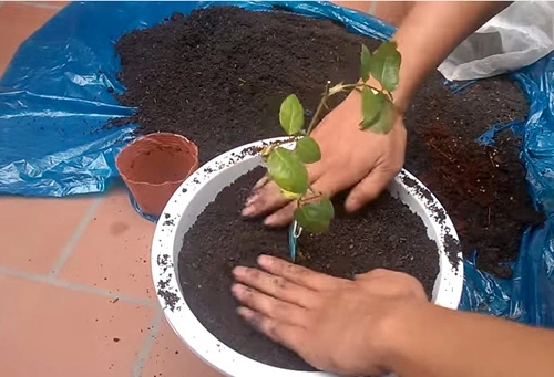 Trồng và chăm sóc hoa hồng đơn giản ngay tại nhà - 6