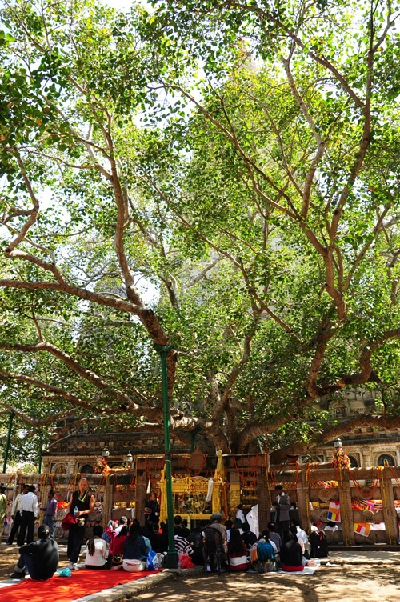18 vòng giác ngộ quanh bồ đề đạo tràng linh thiêng