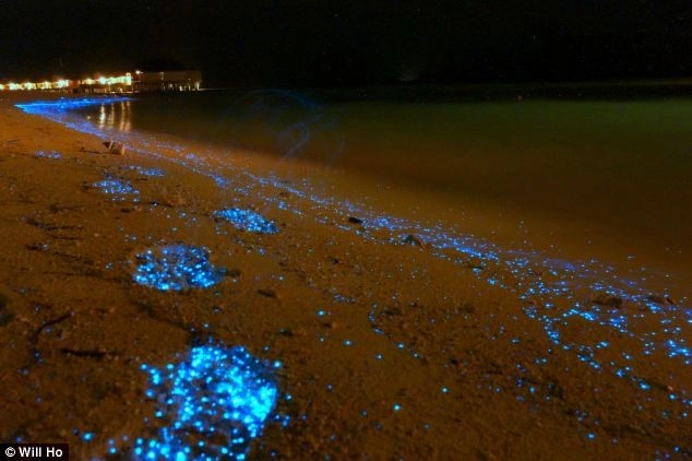 Bãi biển rực sáng vì sinh vật phù du phát quang