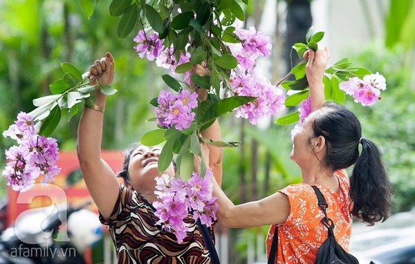 Bằng lăng tím - dấu ấn bâng khuâng của mùa hè hà nội