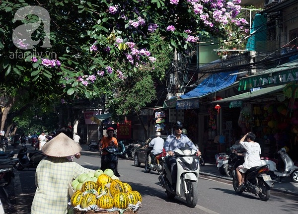 Bằng lăng tím - dấu ấn bâng khuâng của mùa hè hà nội