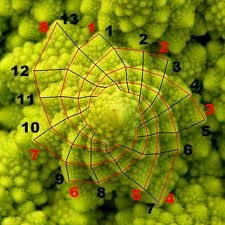 Bí ẩn dẫy số fibonacci và sự trùng hợp kinh ngạc trong tự nhiên