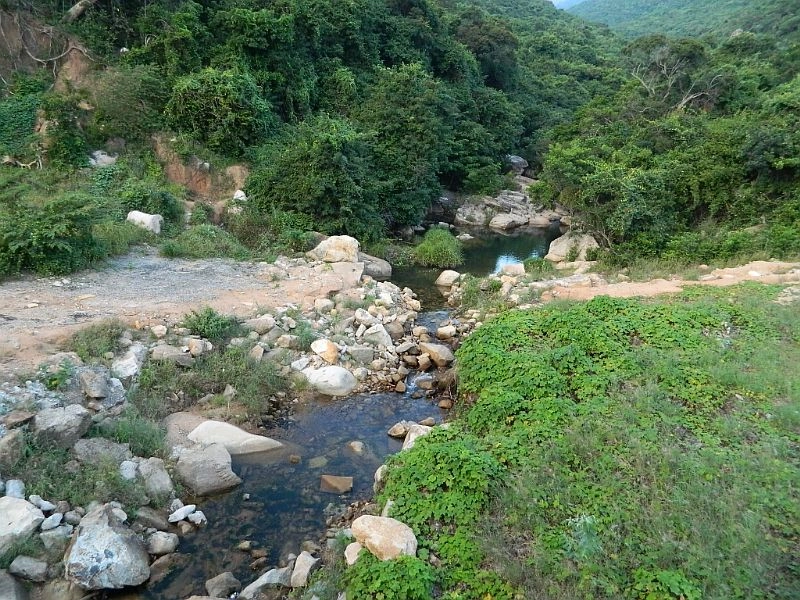 Bình tiên - sơn hải - kê gà có gì lạ