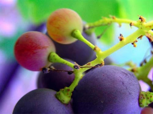 Công dụng tuyệt vời từ hạt nho