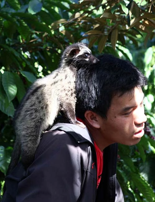 Công phu cà phê chồn