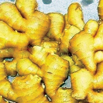 Củ gừng nhiều công dụng