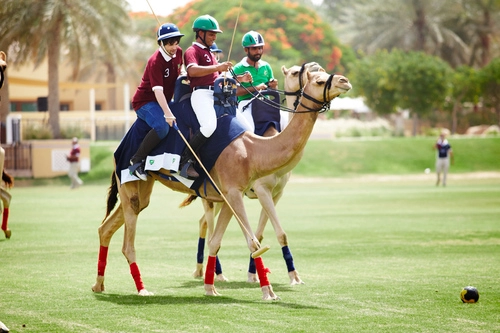 Cưỡi lạc đà chơi polo ở dubai