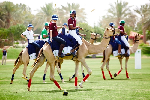 Cưỡi lạc đà chơi polo ở dubai