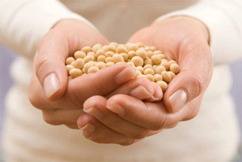 Đậu nành vị thuốc quý theo đông y