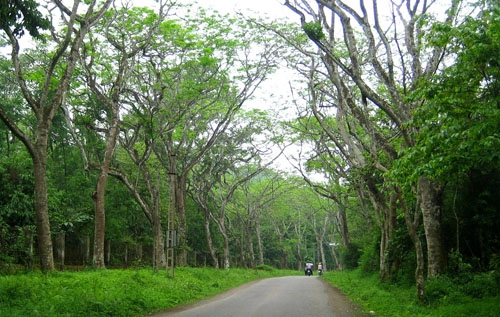 Đêm ngủ giữa rừng cúc phương
