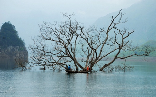 Đom đóm xập xòe đêm na hang