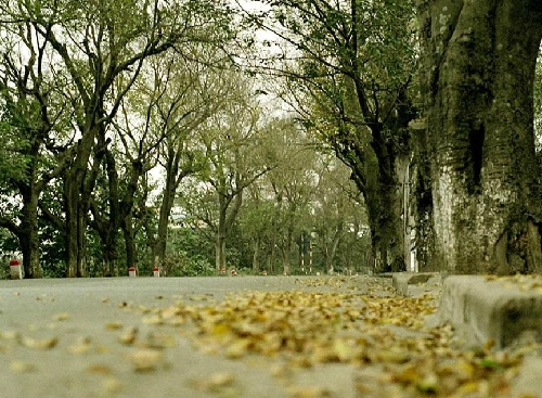Hà nội sang thu nhuộm buồn màu hoa sữa