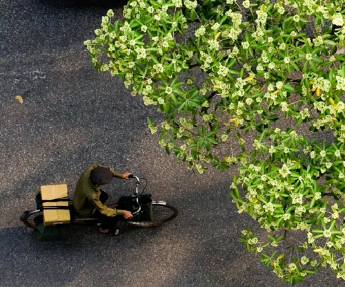 Hà nội sang thu nhuộm buồn màu hoa sữa