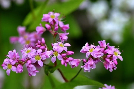Hoa tam giác mạch phủ hồng các cao nguyên