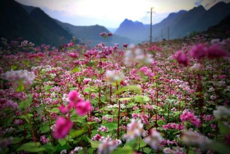 Hoa tam giác mạch phủ hồng các cao nguyên