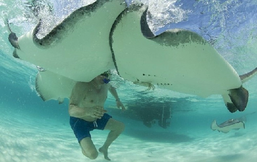 Hôn cá đuối ở đảo cayman mừng sinh nhật tuổi 60