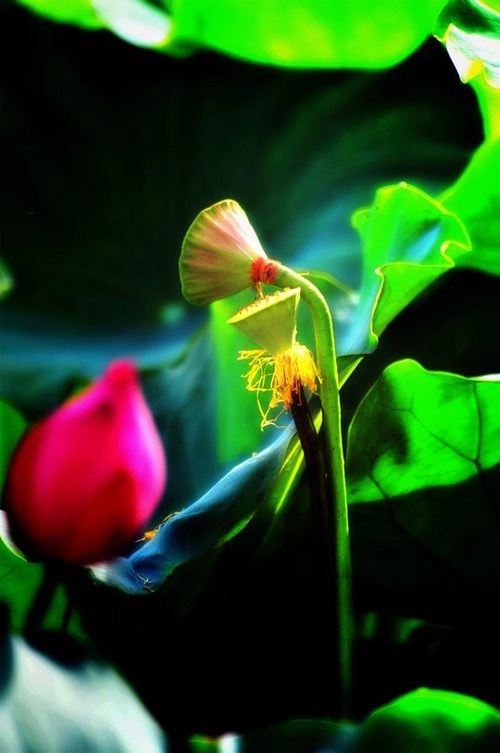 Hương sen cuối mùa tại hà nội