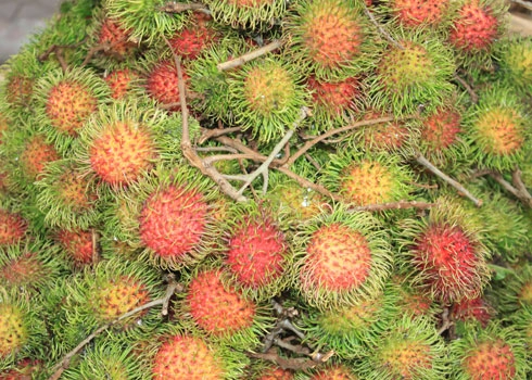 Làm sao để chọn mua trái cây ngon