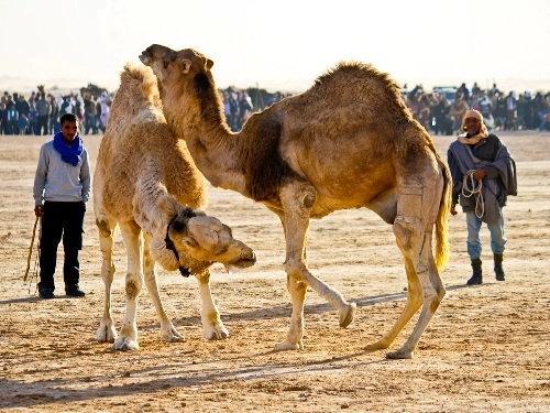 Lễ hội văn hóa du mục sahara