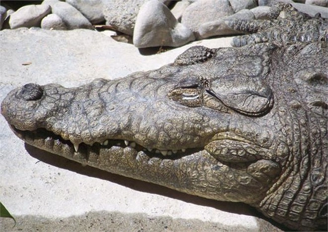 Loài cá sấu dài bằng toa tàu nặng chục tấn