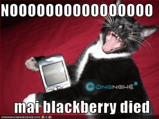 Mình là gà mình có mua blackberry nữa không