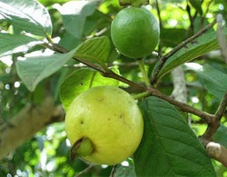 Mùa này bà nội trợ nên mua trái cây nào ít độc