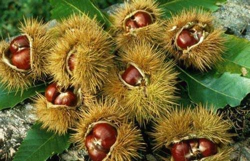 Mùa thu đi nhặt hạt dẻ ở hàn quốc