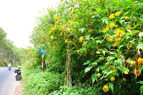 Những con đèo nở hoa dẫn đến đà lạt