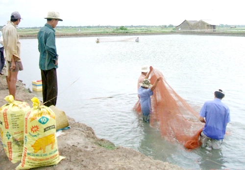 Nông dân miền tây thất thu vì tôm thẻ chân trắng