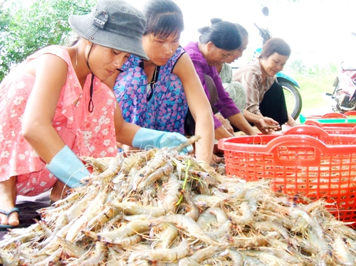 Nông dân miền tây thất thu vì tôm thẻ chân trắng