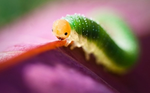 Phá vỡ quy tắc nhiếp ảnh tại sao không