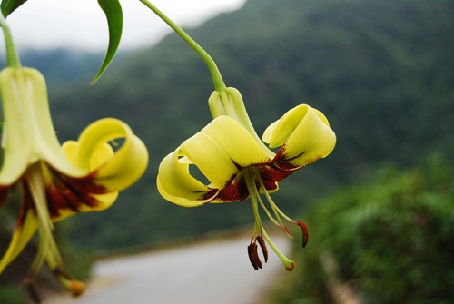 Quanh co đường đèo ô quy hồ