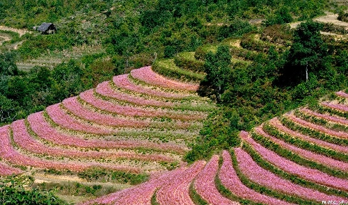 Sắc hồng trên cánh đồng tam giác mạch