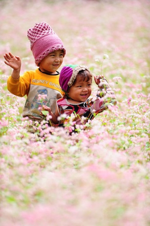 Sắc hồng trên cánh đồng tam giác mạch