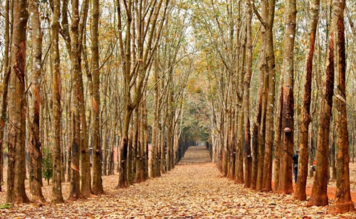 Tây nguyên mùa cao su đổ lá