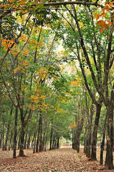 Tây nguyên mùa cao su đổ lá