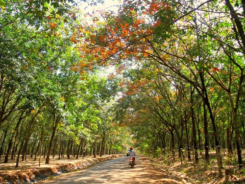 Tây nguyên mùa cao su đổ lá