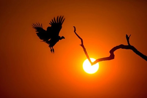Thiên nhiên hoang dã lúc chiều tà