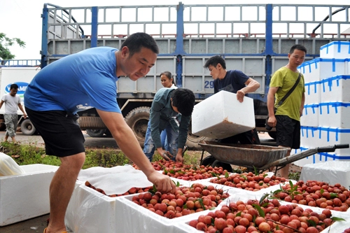 Thương lái trung quốc tấp nập thu mua vải