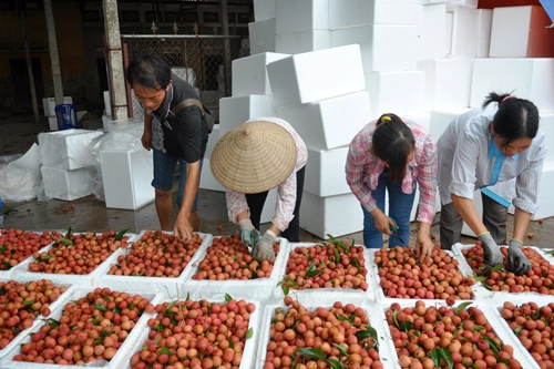 Thương lái trung quốc tấp nập thu mua vải