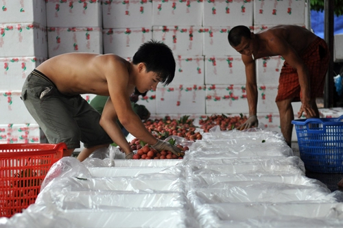 Thương lái trung quốc tấp nập thu mua vải