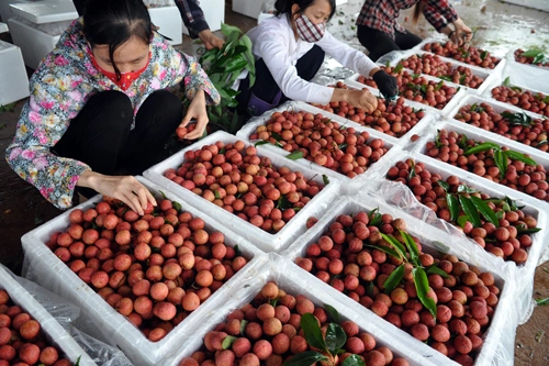 Thương lái trung quốc tấp nập thu mua vải