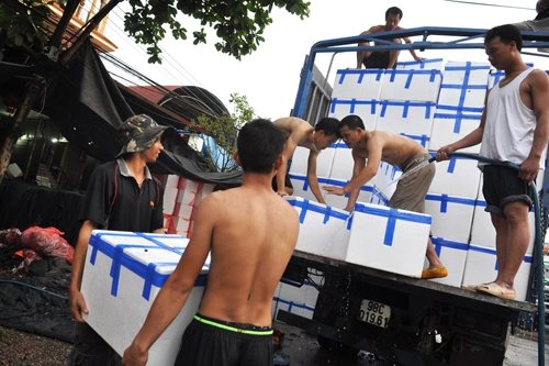 Thương lái trung quốc tấp nập thu mua vải