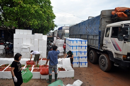 Thương lái trung quốc tấp nập thu mua vải